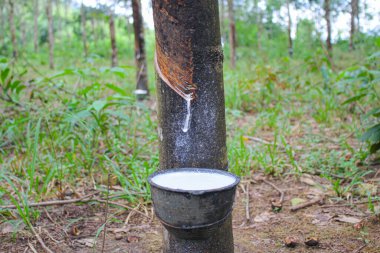 Vietnam kauçuk ağacı, kauçuk kauçuk tıkırtısı, kauçuk ağaçtan çıkarılan kauçuk, Vietnam 'da doğal kaynak.