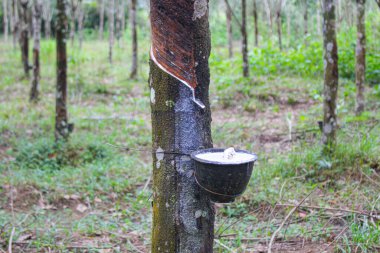 Vietnam kauçuk ağacı, kauçuk kauçuk tıkırtısı, kauçuk ağaçtan çıkarılan kauçuk, Vietnam 'da doğal kaynak.