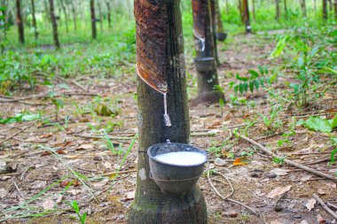 Vietnam kauçuk ağacı, kauçuk kauçuk tıkırtısı, kauçuk ağaçtan çıkarılan kauçuk, Vietnam 'da doğal kaynak.