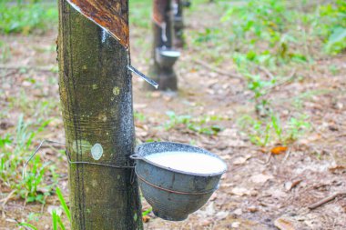 Vietnam kauçuk ağacı, kauçuk kauçuk tıkırtısı, kauçuk ağaçtan çıkarılan kauçuk, Vietnam 'da doğal kaynak.