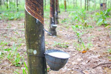 Vietnam kauçuk ağacı, kauçuk kauçuk tıkırtısı, kauçuk ağaçtan çıkarılan kauçuk, Vietnam 'da doğal kaynak.