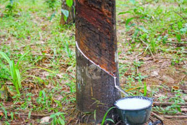 Vietnam kauçuk ağacı, kauçuk kauçuk tıkırtısı, kauçuk ağaçtan çıkarılan kauçuk, Vietnam 'da doğal kaynak.