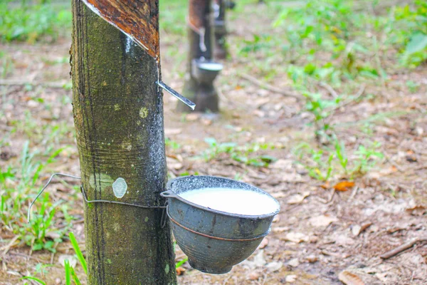 Wietnam Gumowe Drzewo Tapping Guma Lateksowa Lateks Wyciągnięty Drzewa Kauczukowego Zdjęcie Stockowe