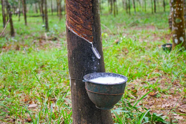 Wietnam Gumowe Drzewo Tapping Guma Lateksowa Lateks Wyciągnięty Drzewa Kauczukowego Zdjęcia Stockowe bez tantiem