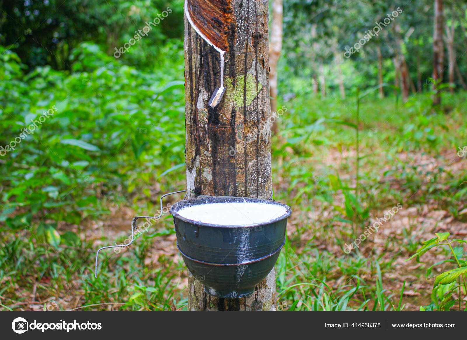 Buigen site Bel terug Vietnam Rubber Tree Tapping Latex Rubber Latex Extracted Rubber Tree Stock  Photo by ©phouythesun@gmail.com 414958378
