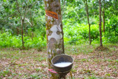 Vietnam kauçuk ağacı, kauçuk kauçuk tıkırtısı, kauçuk ağaçtan çıkarılan kauçuk, Vietnam 'da doğal kaynak.