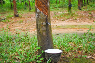 Vietnam kauçuk ağacı, kauçuk kauçuk tıkırtısı, kauçuk ağaçtan çıkarılan kauçuk, Vietnam 'da doğal kaynak.