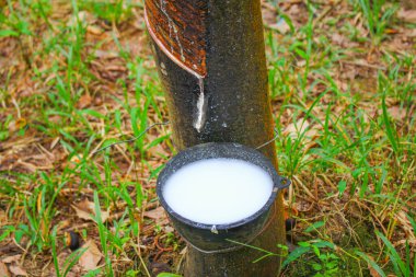 Vietnam kauçuk ağacı, kauçuk kauçuk tıkırtısı, kauçuk ağaçtan çıkarılan kauçuk, Vietnam 'da doğal kaynak.