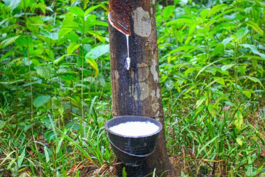 Vietnam kauçuk ağacı, kauçuk kauçuk tıkırtısı, kauçuk ağaçtan çıkarılan kauçuk, Vietnam 'da doğal kaynak.