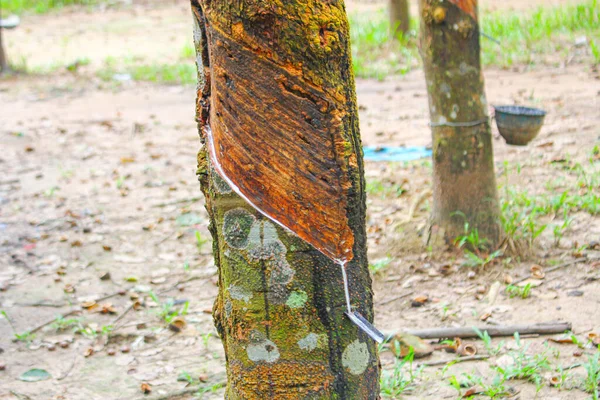 Árbol Goma Vietnam Aprovechamiento Caucho Látex Látex Extraído Fuente Del — Foto de Stock