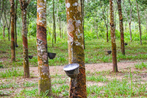 Vietnã Árvore Borracha Tapping Látex Borracha Látex Extraído Borracha Fonte Imagem De Stock