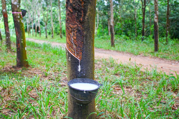 Vietnã Árvore Borracha Tapping Látex Borracha Látex Extraído Borracha Fonte Imagens Royalty-Free