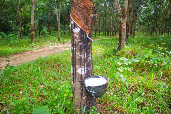 Wietnam Gumowe Drzewo Tapping Guma Lateksowa Lateks Wyciągnięty Drzewa Kauczukowego Obraz Stockowy
