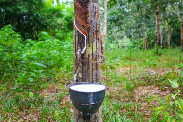 Wietnam Gumowe Drzewo Tapping Guma Lateksowa Lateks Wyciągnięty Drzewa Kauczukowego Obrazek Stockowy