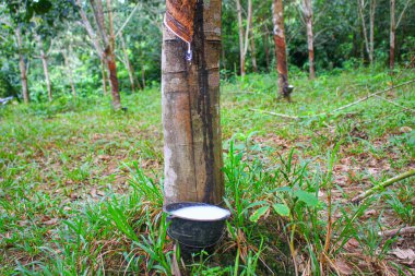 Vietnam kauçuk ağacı, kauçuk kauçuk tıkırtısı, kauçuk ağaçtan çıkarılan kauçuk, Vietnam 'da doğal kaynak.