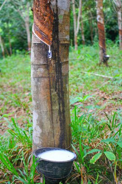 Vietnam kauçuk ağacı, kauçuk kauçuk tıkırtısı, kauçuk ağaçtan çıkarılan kauçuk, Vietnam 'da doğal kaynak.