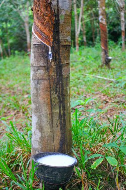 Vietnam kauçuk ağacı, kauçuk kauçuk tıkırtısı, kauçuk ağaçtan çıkarılan kauçuk, Vietnam 'da doğal kaynak.