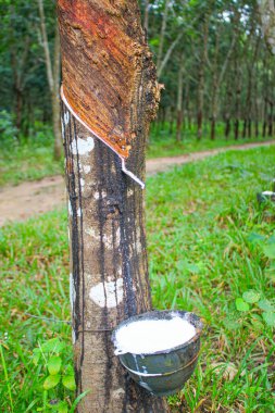 Vietnam kauçuk ağacı, kauçuk kauçuk tıkırtısı, kauçuk ağaçtan çıkarılan kauçuk, Vietnam 'da doğal kaynak.