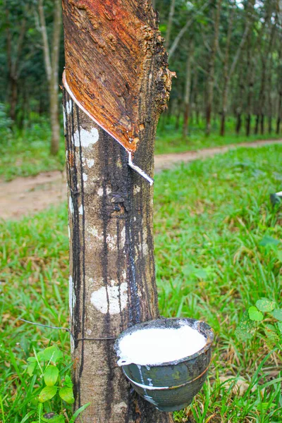 Vietnam Kaučuk Strom Tapping Latex Kaučuk Latex Extrahovaný Pryže Stromu — Stock fotografie