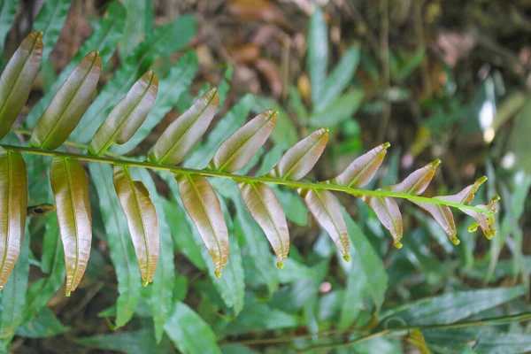 Dizium Esculentum Leaves Athyriaceae — стоковое фото
