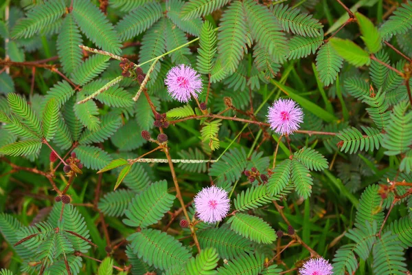 Touch Tree Sensitive Plant Flowers Shem Plants Blur Background — Stock Photo, Image