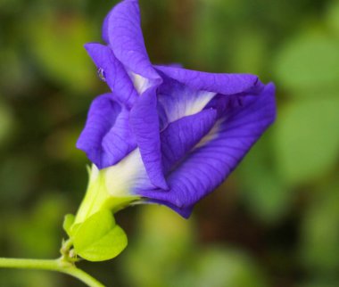 Klitoria ternatea çiçeği, Kelebek bezelye mor çiçek