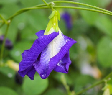 Klitoria ternatea çiçeği, Kelebek bezelye mor çiçek