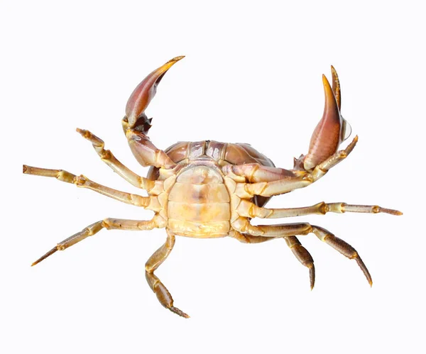 Zoetwaterkrab Natuurkrab Geïsoleerd Witte Achtergrond — Stockfoto