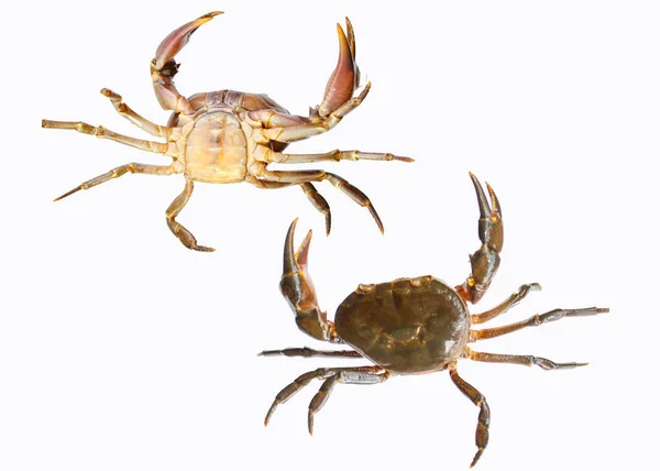 Zoetwaterkrab Natuurkrab Geïsoleerd Witte Achtergrond — Stockfoto