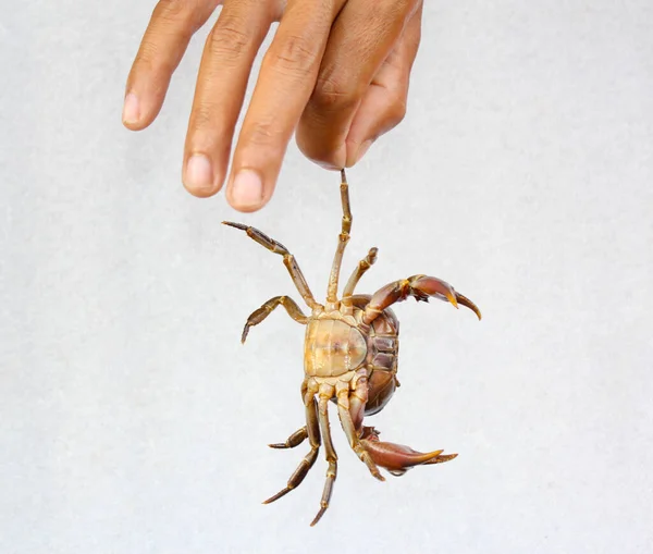 淡水螃蟹 白色背景的自然螃蟹 — 图库照片