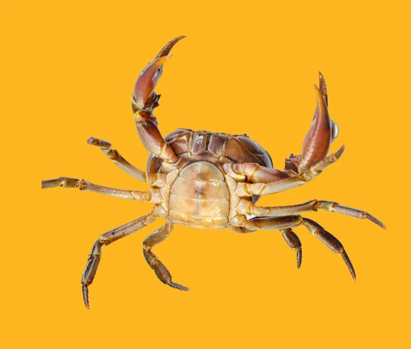 Zoetwaterkrab Natuurkrab Geïsoleerd Gele Achtergrond — Stockfoto