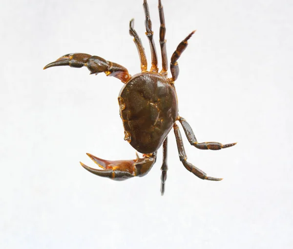 Sötvattenskrabba Natur Krabba Isolerad Vit Bakgrund — Stockfoto