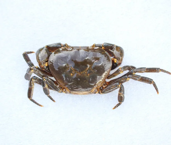 Freshwater Crab Nature Crab Isolated White Background — Stock Photo, Image