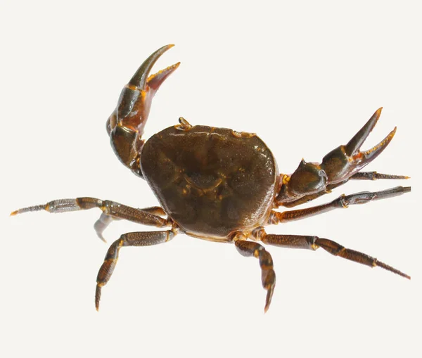 Süßwasserkrabbe Naturkrabbe Isoliert Auf Weißem Hintergrund — Stockfoto