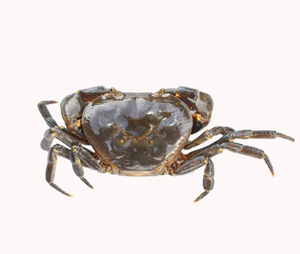 Zoetwaterkrab Natuurkrab Geïsoleerd Witte Achtergrond — Stockfoto