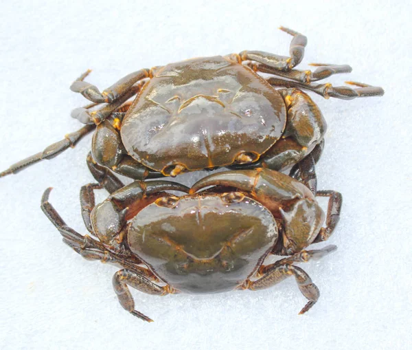 Freshwater Crab Nature Crab Isolated White Background — Stock Photo, Image