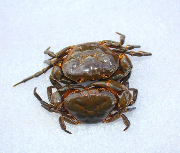 淡水螃蟹 白色背景的自然螃蟹 — 图库照片