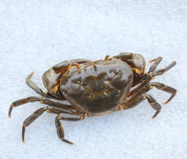 Freshwater Crab Nature Crab Isolated White Background — Stock Photo, Image