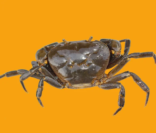 Süßwasserkrabbe Naturkrabbe Isoliert Auf Gelbem Hintergrund — Stockfoto