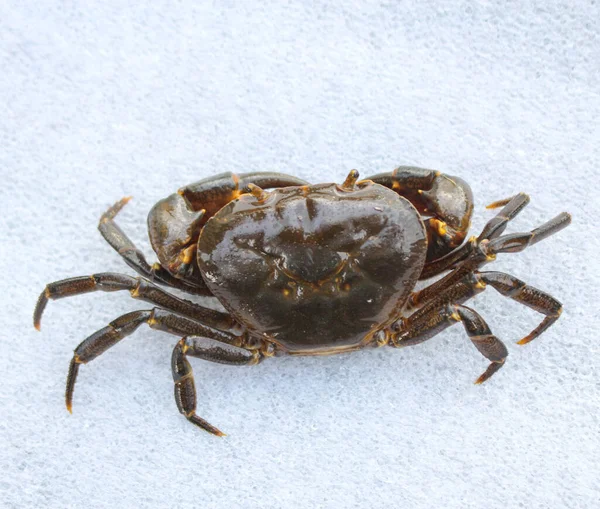 Sötvattenskrabba Natur Krabba Isolerad Vit Bakgrund — Stockfoto