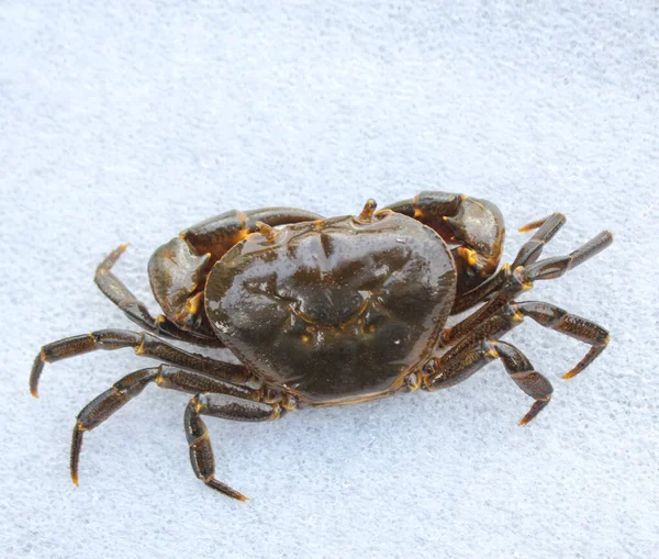 Sötvattenskrabba Natur Krabba Isolerad Vit Bakgrund — Stockfoto