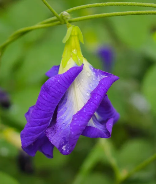 Clitoria Ternatea Blomma Fjäril Ärta Lila Blomma — Stockfoto