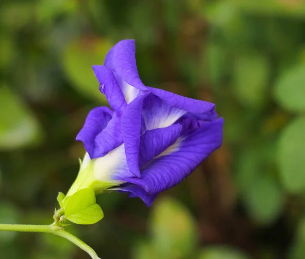 Clitoria Ternatea Flower Butterfly Pea Purple Flower — 스톡 사진