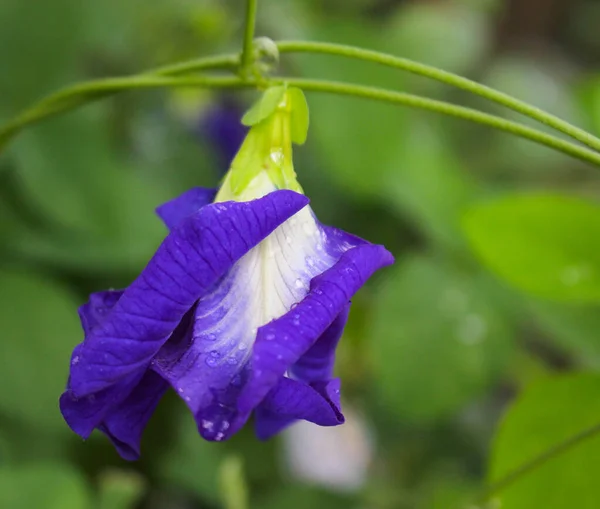 Clitoria Ternatea Λουλούδι Πεταλούδα Μπιζέλι Μωβ Λουλούδι — Φωτογραφία Αρχείου