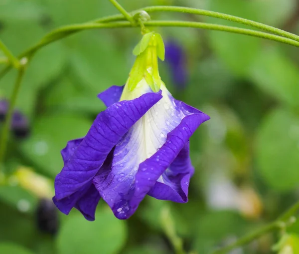 クリトリア インターナータ花 蝶のエンドウ豆紫色の花 — ストック写真