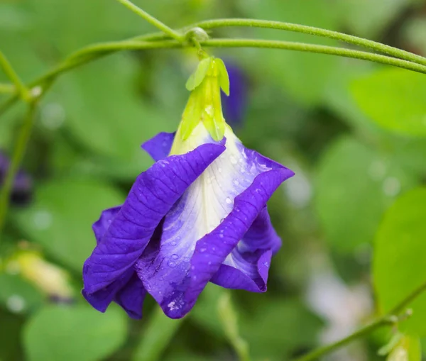 Clitoria Ternatea Kwiat Motyl Groszek Purpurowy Kwiat Obrazek Stockowy