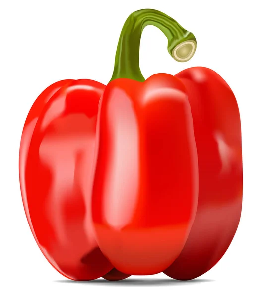 Capsicum Rojo Vector Pimiento Rojo Ilustración — Vector de stock