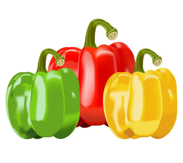 Colorful Capsicum Bell Pepper Vector Illustration — Stock Vector