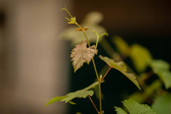 Foglie Uva Nel Giardino Casa — Foto Stock