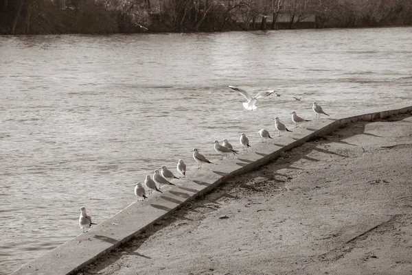 Late Autumn Seagulls River Sepia — Stock Photo, Image